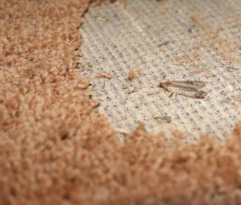 Moth Repellent Services for Rugs