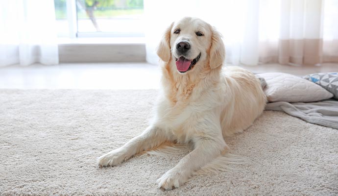 Pet dog sitting on the rug