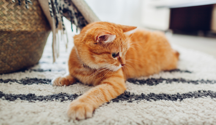 an orange cat lying on a patterned rug.