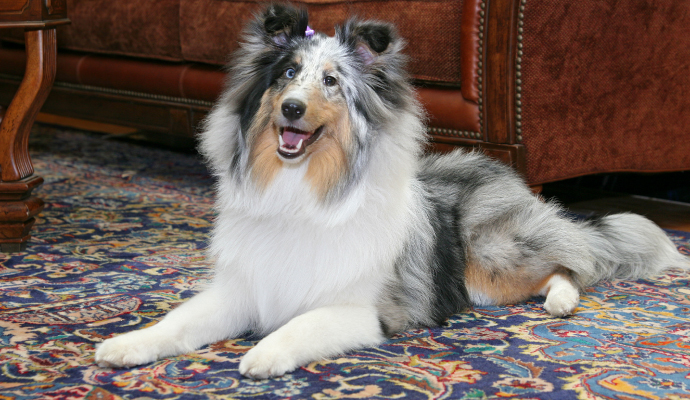 a dog sitting on an ornate rug with a pattern of various shapes