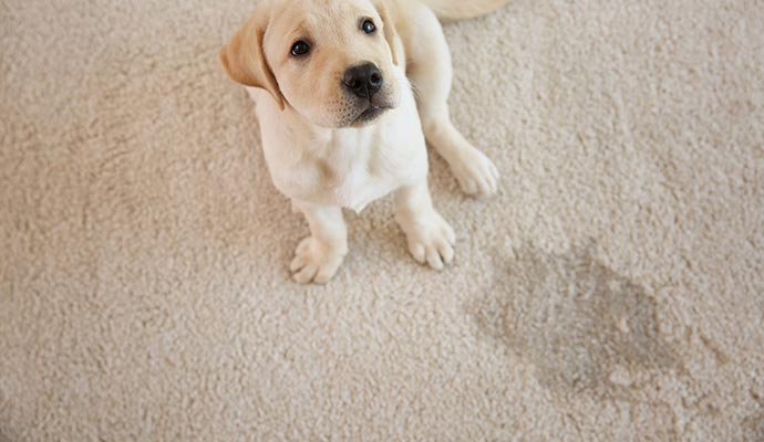 pet stain on the rug