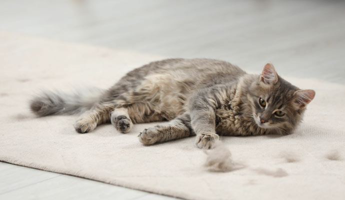 A cat lying on a rug, shedding fur