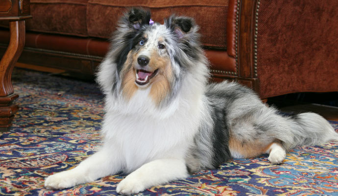 A pet is sitting on a rug