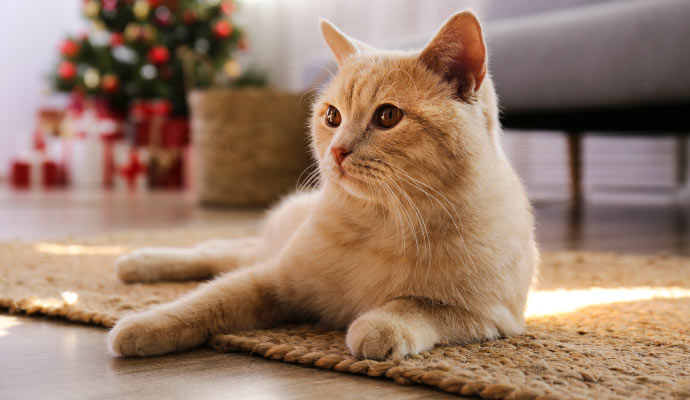 a cat lying on the rug