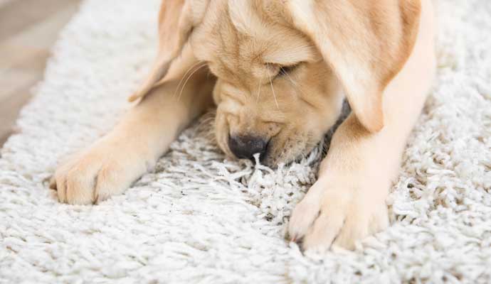 A puppy on Rug