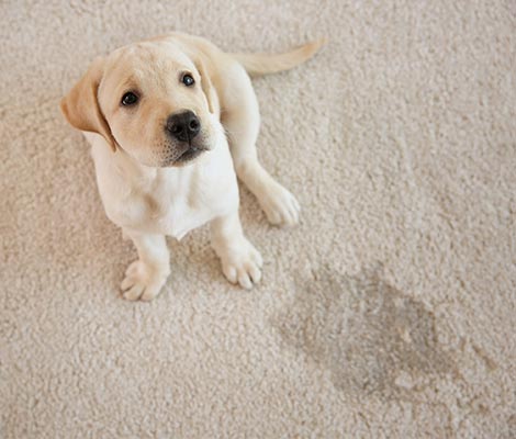 Pet wet on the carpet